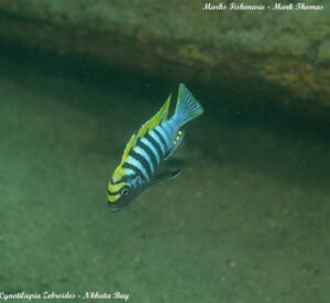 Cynotilapia zebroides 'Nkhata Bay'